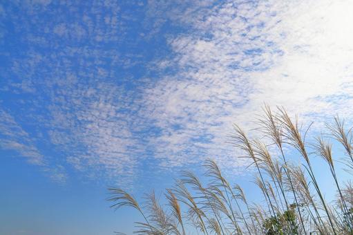 すすき　青空　白い雲 ススキ,空,青空の写真素材