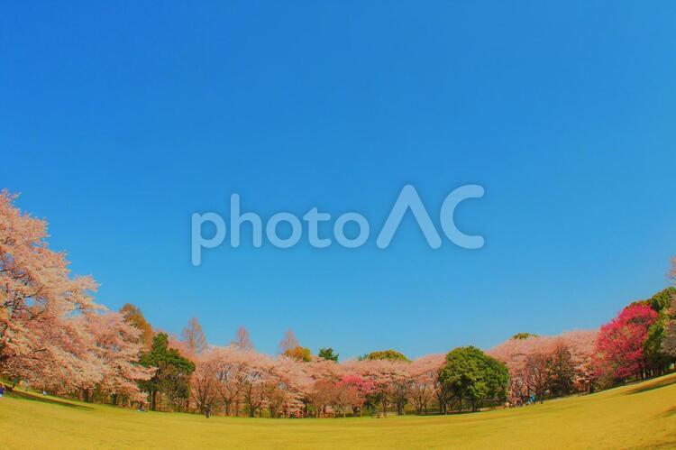 さくらと青空 桜,花,青空の写真素材
