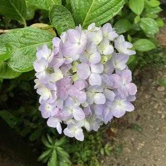 淡い色の紫陽花〜パステルカラー 淡い色の紫陽花〜パステルカラーの写真