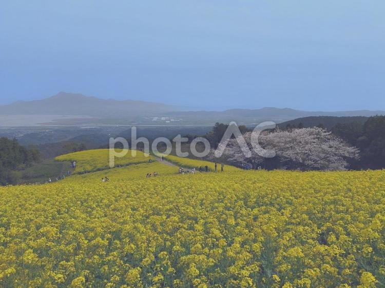 白木峰高原の絶景 絶景,桜,菜の花の写真素材