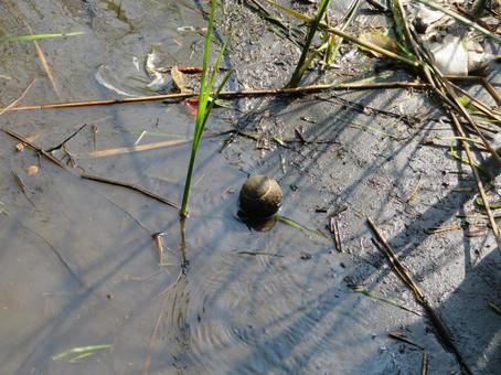 Abandoned ball in the Tsurumi River, JPG