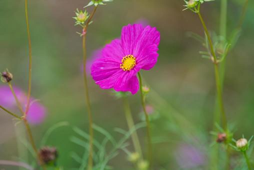 Beautiful purple cosmos, JPG