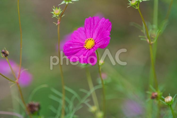 紫色の美しいコスモス コスモス,秋桜,草花の写真素材