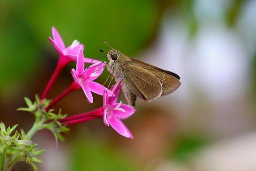 １０月上旬のペンタスとイチモンジセセリ ペンタス,花,植物の写真素材