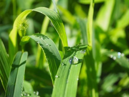雨上がりの雑草の写真