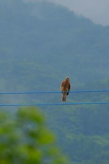 山々とトビ 野鳥,トビ,猛禽類の写真素材