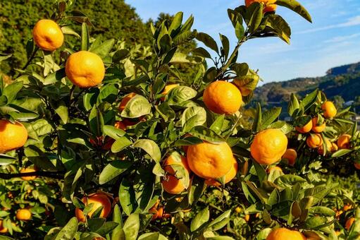 温州みかん みかん,蜜柑,果物の写真素材