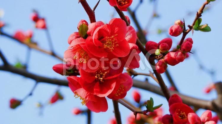 ボケの花の紅に映える風景 ボケ,赤,蕾の写真素材