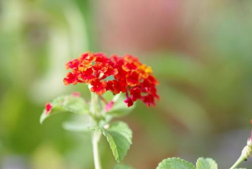 ランタナー　秋の写真