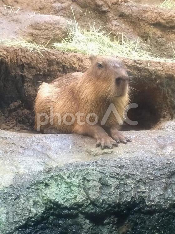 か　ぴ　ば　ら 動物,癒やし,ねんねの写真素材