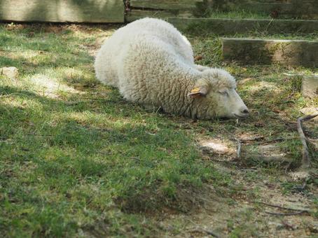 Photo, sheep, sunbeams leaves, pasture, 
