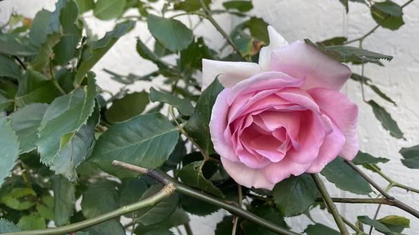 薔薇が咲いた② 薔薇が咲いた② 薔薇,バラ,花の写真素材