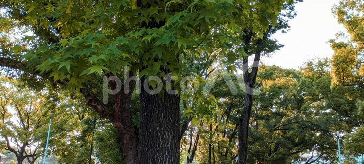 自然　風景　植物 自然,風景,景色の写真素材