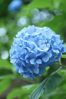 Photo, hydrangea, june, early summer, 