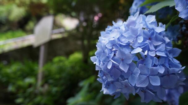 紫陽花 紫陽花の写真