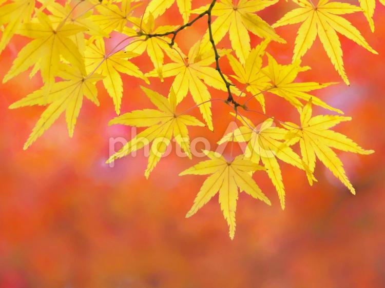 黄色いもみじ　紅葉イメージ素材 紅葉,黄葉,カエデの写真素材