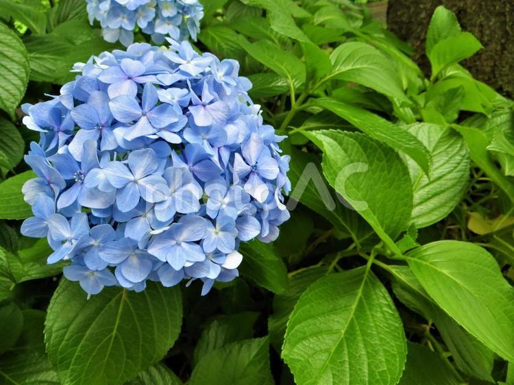 青い紫陽花の花 紫陽花,梅雨,6月の写真素材