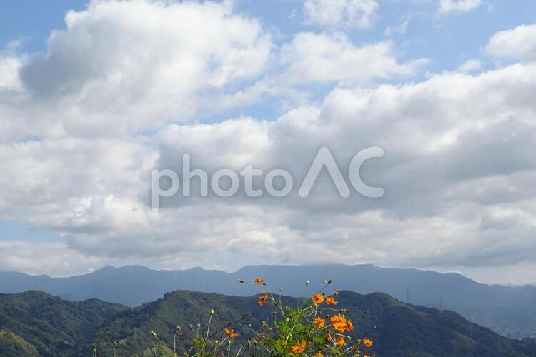 コスモスのある風景 自然,空,風景の写真素材