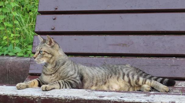 A fluffy cat enjoying the evening coolness on a bench, cat, pheasant, lie down, JPG