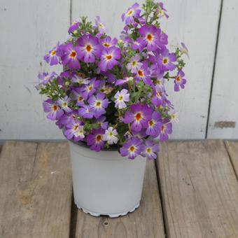 James Britannia Safari Mauve Sky, JPG