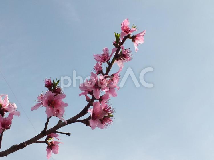 青い空に伸びる桃の花 - No: 32297926｜写真素材なら「写真AC」無料（フリー）ダウンロードOK