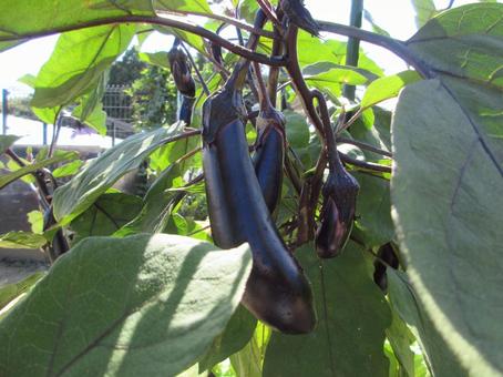 Summer vegetables eggplant, JPG