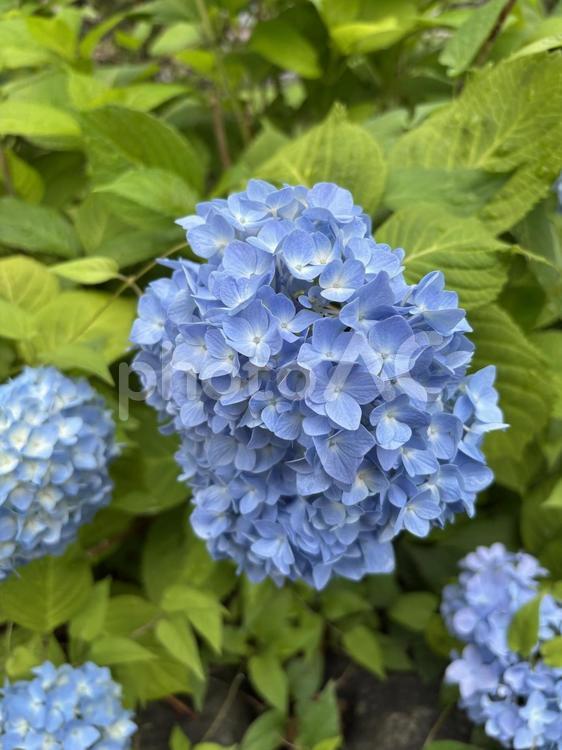 鮮やかな青が美しいアジサイの花 紫陽花,アジサイ,青い花の写真素材