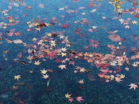 池に漂うモミジの葉 池に漂うモミジの葉の写真