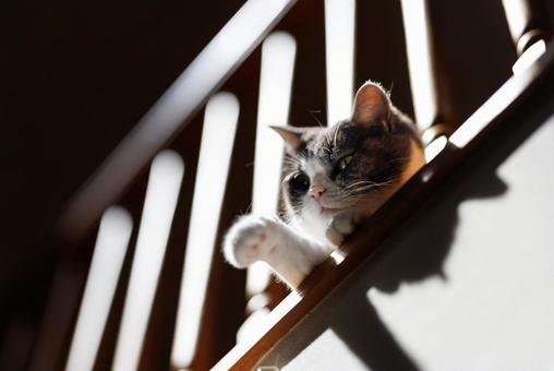 2階から覗く猫 2階から覗く猫 猫,ねこ,ネコの写真素材