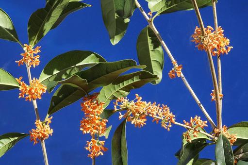 キンモクセイの花 花木,金木犀,クローズアップの写真素材