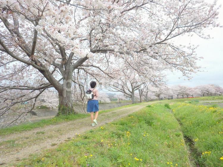 川沿いの桜並木を歩く女子 散策,散歩,春の写真素材