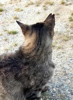Stray Cat 16, JPG Stray Cat 16, JPG