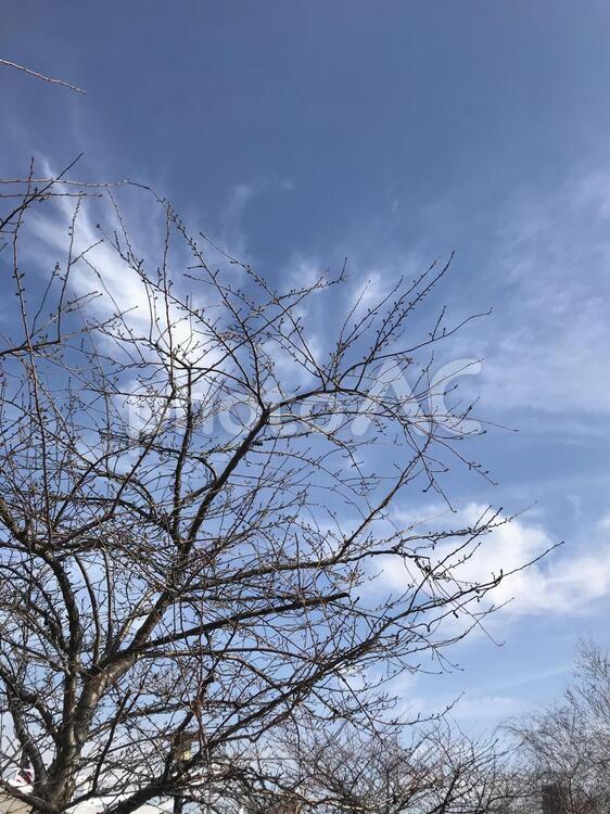 早春に蕾をつける木と空 木,春先,初春の写真素材