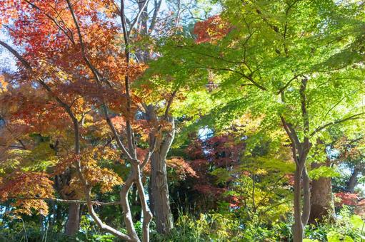 秋の気配・色づき始めたモミジ 秋の気配・色づき始めたモミジ 紅葉,秋,モミジの写真素材