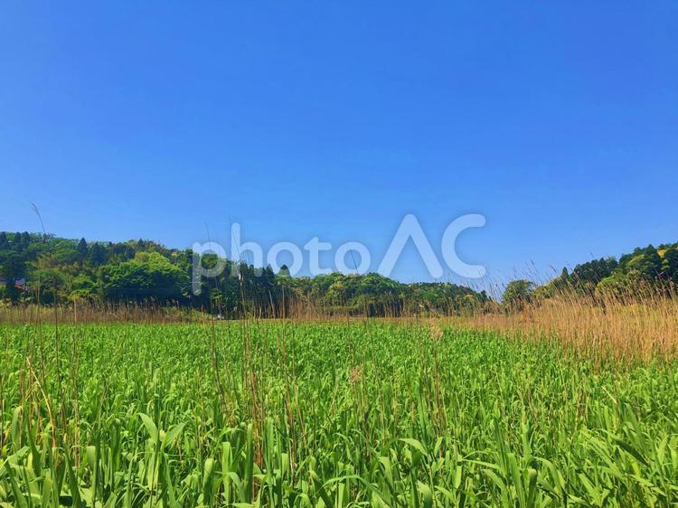 田舎の風景 池,貯水池,木の写真素材