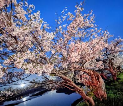 夜桜の写真