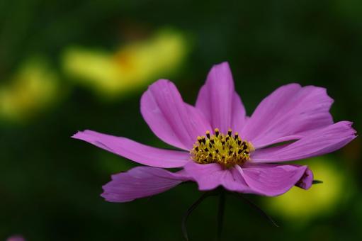 秋風に揺れて咲く コスモス,秋桜,花の写真素材