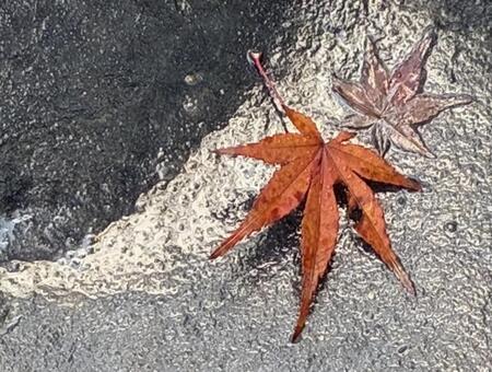 もみじ 落葉,もみじ,石の写真素材