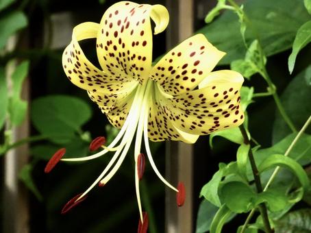 Photo, plant, flower, river side, 