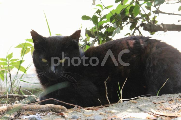睨んでいる黒猫 猫,ネコ,黒猫の写真素材