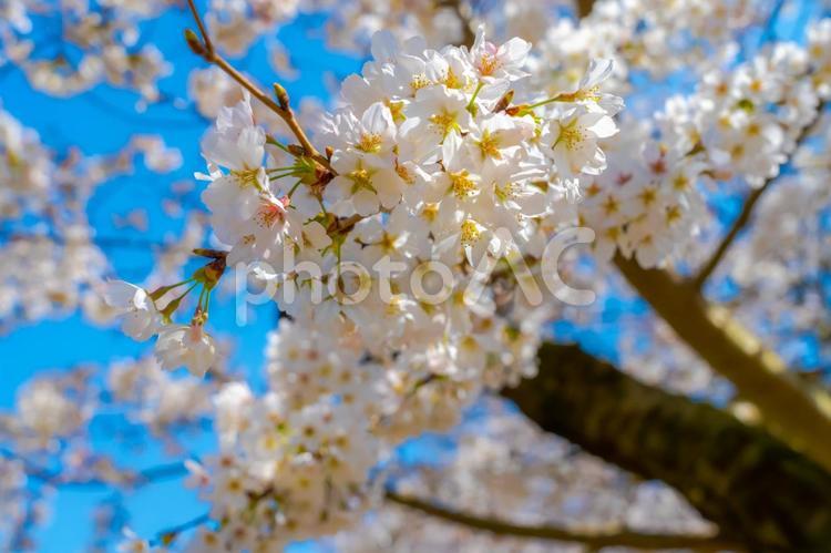 桜のクローズアップ サクラ,春,さくらの写真素材