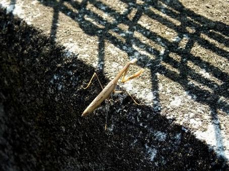 河川のコンクリート壁に登るカマキリ 河川のコンクリート壁に登るカマキリ カマキリ,虫,昆虫の写真素材