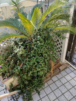 Photo, summer, painful, cycads, 
