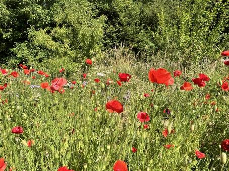 フランス_庭_コクリコ_1 フランス_庭_コクリコ_1の写真