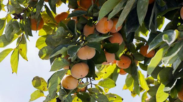 【果物の写真】柿の実 柿,実り,果物の写真素材