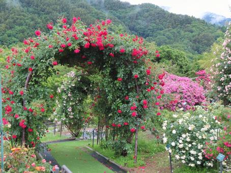 薔薇園 薔薇園 バラ園,バラ祭り,バラのアーチの写真素材