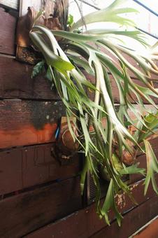 ビカクシダ ビカクシダ,草,植物の写真素材