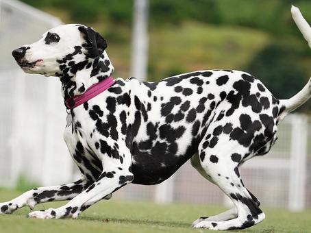 ドッグランで遊ぶワンコ(ダルメシアン) ドッグランで遊ぶワンコ(ダルメシアン) 犬,ダルメシアン,ペットの写真素材