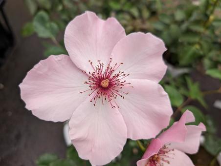 桜色のバラ 薔薇,バラ,サクラ色の写真素材