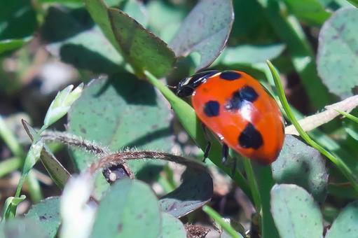Photo, ladybird, cute, natural, 
